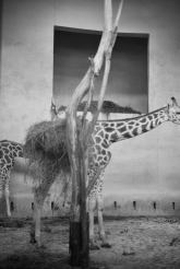 giraffe/